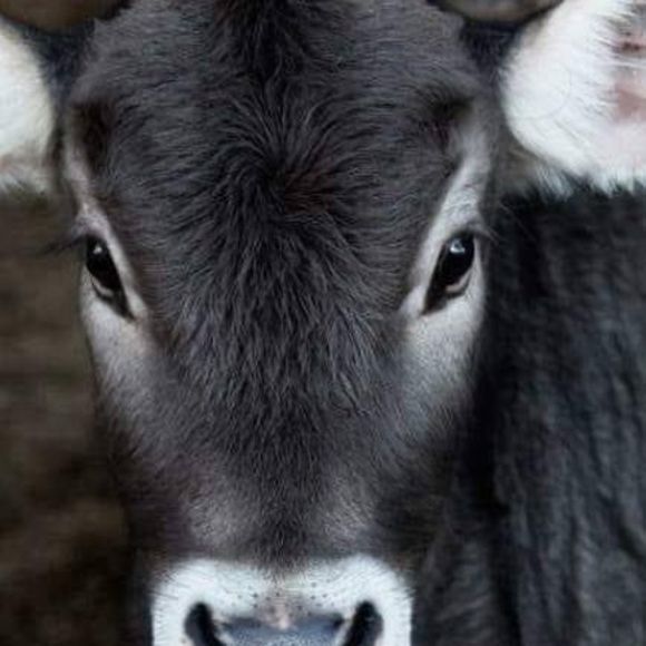 Meet your Posher, Victoria - Picture 1 of 1